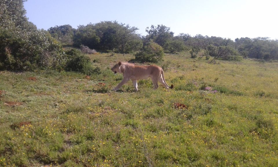 Addo Elephant National Park Game Drive Day Tour With Lunch - Experience Elephant Sightings