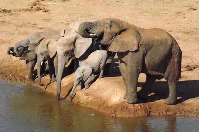 Addo Elephant National Park - HD01 - Inclusions of the Tour