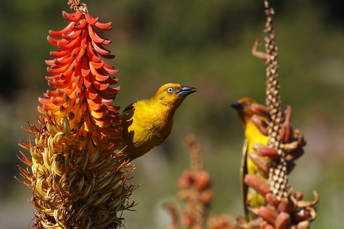 Addo Elephant Park Safari & Shore Excursion From Port Elizabeth - Wildlife Spotting Opportunities
