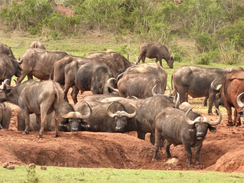 Addo National Park: Full-Day Safari Tour - Lunch and Refreshments