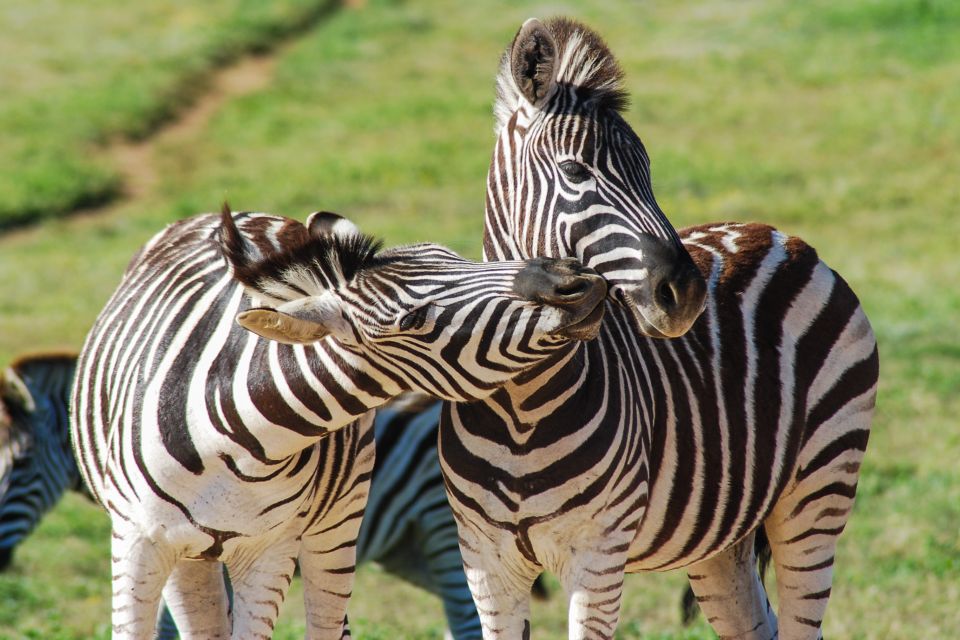 Addo Safari Full Day Tour - Detailed Itinerary