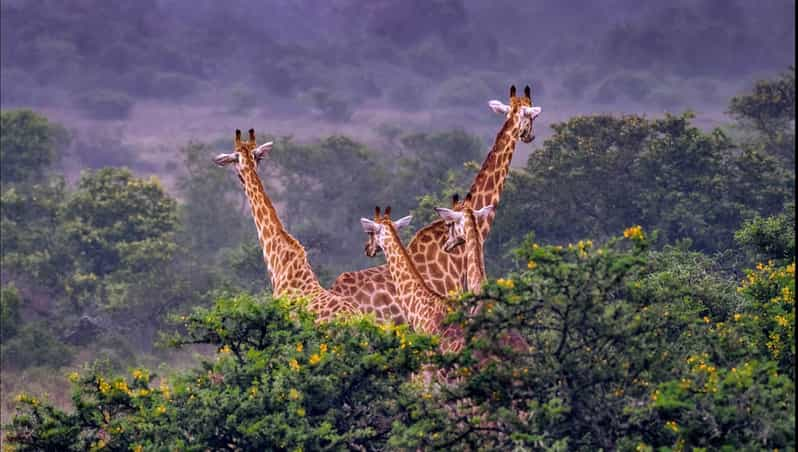 Addo Zip Line, Kragga Kamma Game Park & Addo Elephant Park - Relaxing Break Time