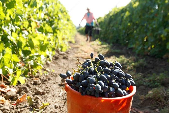 Adjarian Mountains Waterfalls Wine Tour Best Views From Batumi Kobuleti - Additional Information