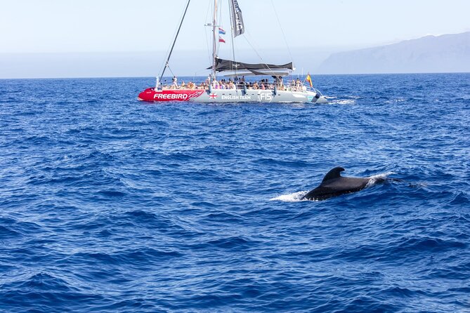 Adults Only Tenerife Freebird Catamaran Review - Booking and Availability