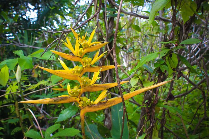 Adventure in the Amazon Jungle 5d/4n at Amazon Mamori Lodge - Additional Costs and Accessibility