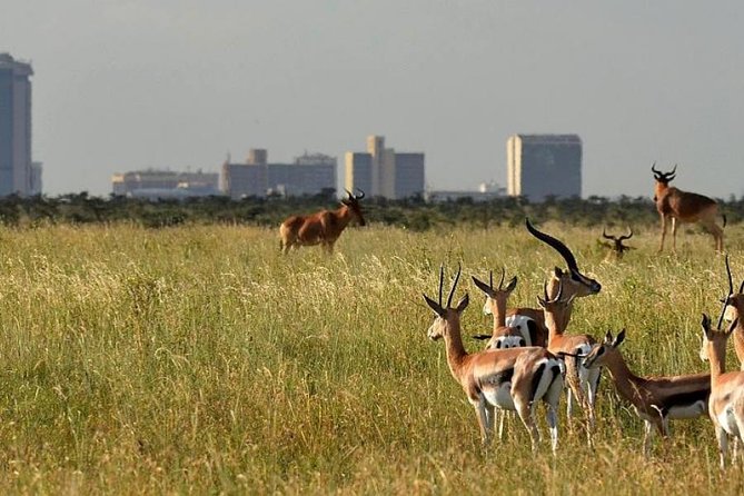 Afternoon Half Day Mini Safari to Nairobi National Park - Professional Driver and Guide
