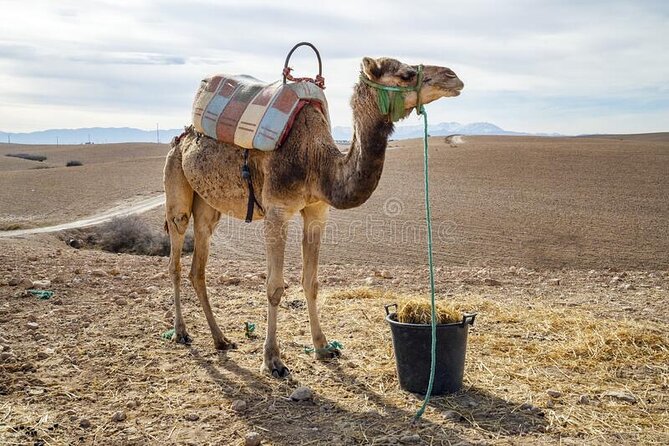 Agafay Desert - Quad Camel and Dinner Show - Traditional Dinner Experience