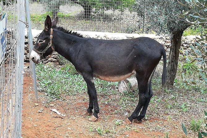 Agriaperitivo in a 3-Hour Farm Activities in Ugento - Booking and Pricing Information