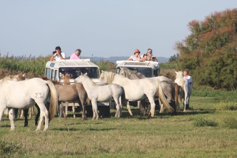 Aigues Mortes: PRIVATE Jeep Photo Safari in Camargue - Booking Information
