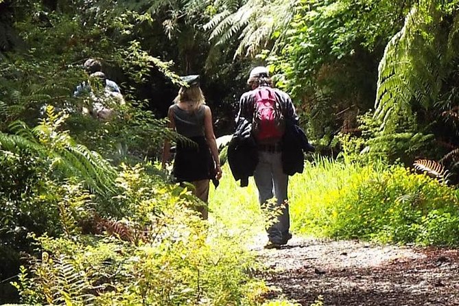 Alerce Andino National Park/Alerce Millenario/Cruises - Exploring the Alerce Millenario