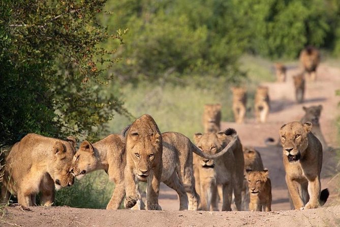 All Inclusive 2 Day Kruger Safari From Johannesburg - Pricing Information and Discounts