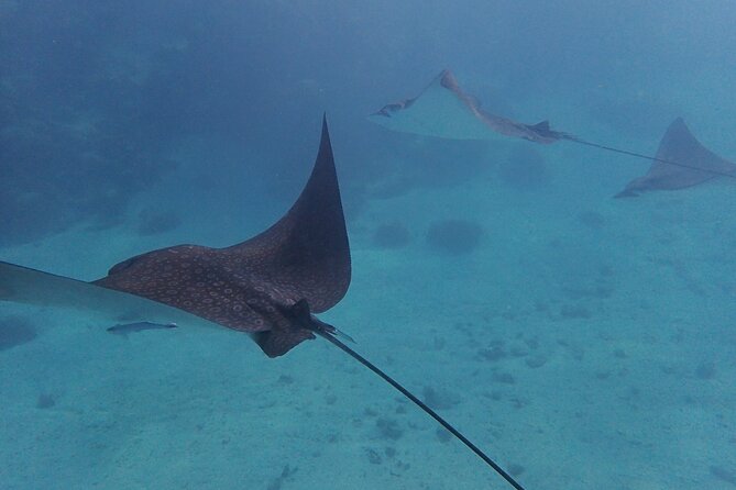 All-Inclusive Full-Day Hol Chan Snorkeling Tour - Convenient Meeting and Pickup