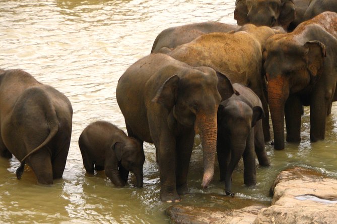 All Inclusive Private Safari at Wilpattu National Park From Negombo - Inclusions of the Tour