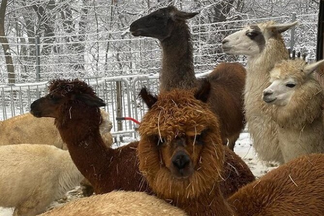 Alpaca and Llama Hike Moedling Near Vienna - Animal Encounters