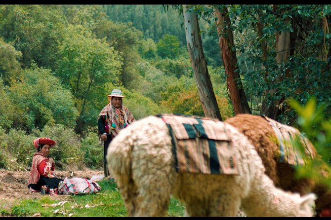 Alpaca Walk & Natural Dye Tour: A Memorable Full Day Experience - Knowledgeable Guide Insights