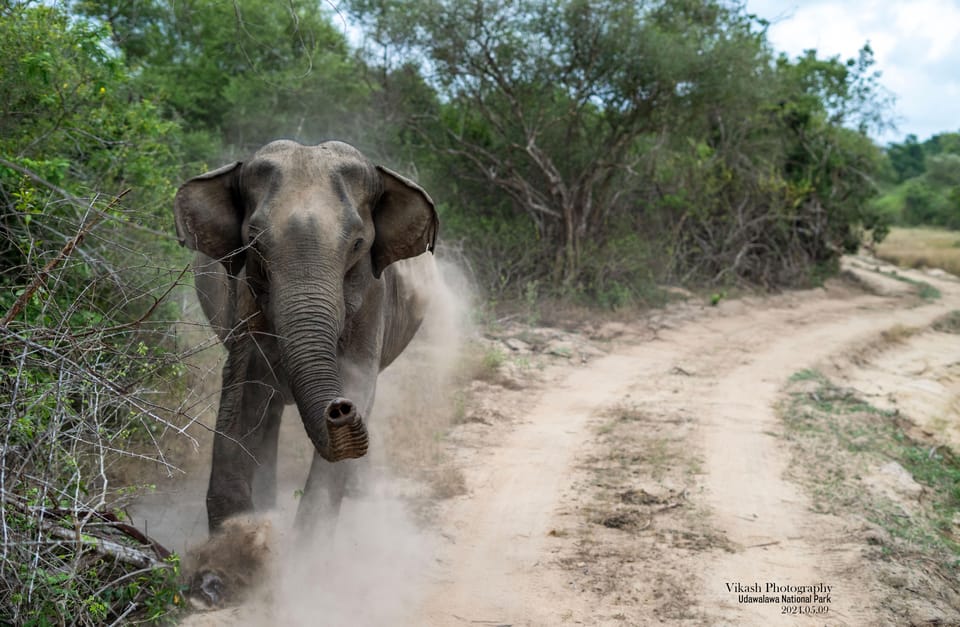 Amazing Safari Udawalawe - Tour Highlights