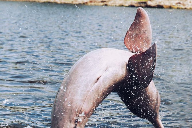 Amazon Experience: Meet a Native Village and Swim With Porpoises - Cultural Exploration