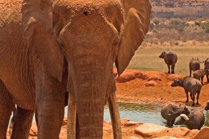 Amboseli National Park Guided Full Day Tour - Wildlife Viewing Highlights