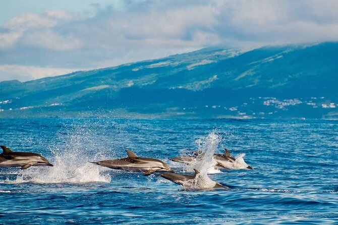 Among Whales Dolphins and Volcanoes Full Day Tour With Lunch - Whale Watching and Marine Life