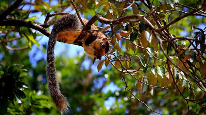 Anuradhapura: Wilpattu National Park Day Trip With Entrance - Itinerary and Experience