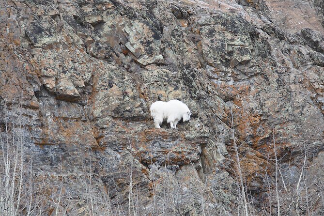 Arctic Day: Yukon Wildlife Half Day Viewing Tour - Feedback and Reviews