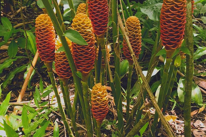 Arenal Volcano Pineapple & Sloth Hiking+ Coffee- Chocolate Tour - Discovering Costa Rican Coffee