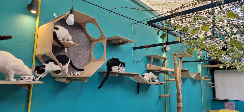 Athens: Cat Cafe Visit With Drink and Sweet - Café Atmosphere and Menu