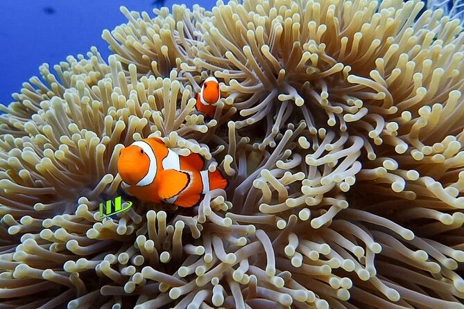 Bali Full Day Experience Scuba Diving Tour at Tulamben - Meeting and Pickup Information