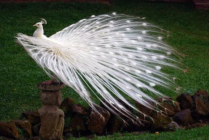 Bali Full-Day Sightseeing Trip With Lunch - Meeting and Pickup Details