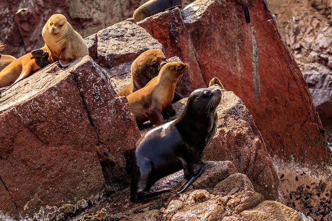 Ballestas Islands and Paracas Reserve From Puerto San Martín - Transportation and Pickup Details