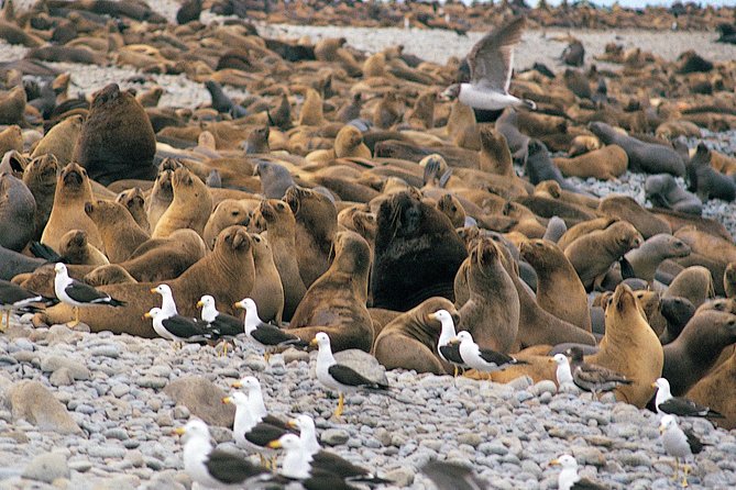 Ballestas Islands, Winery & Nazca Lines Private Tour From Lima - Transportation and Accessibility