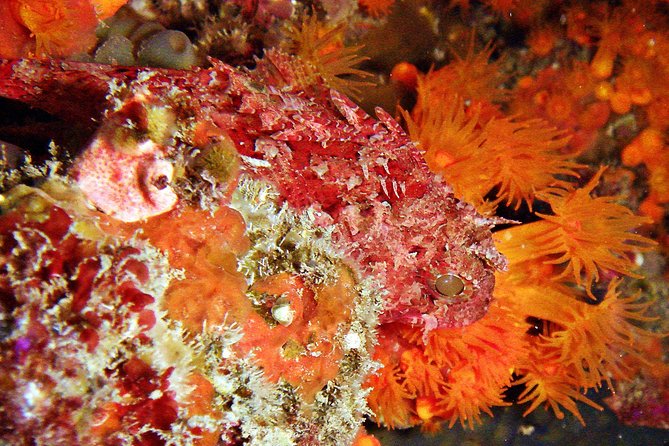 Baptism of Diving in the Natural Park of the Strait - Participant Requirements and Group Details