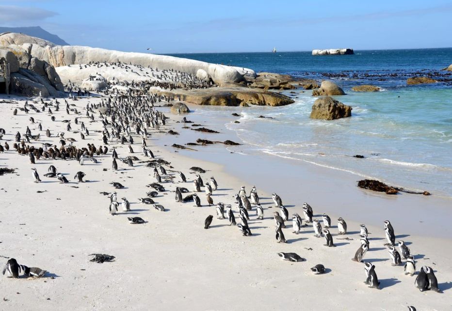 Beach Day at Boulders Beach & Penguin Watching, Half Day - Pickup and Drop-off Locations