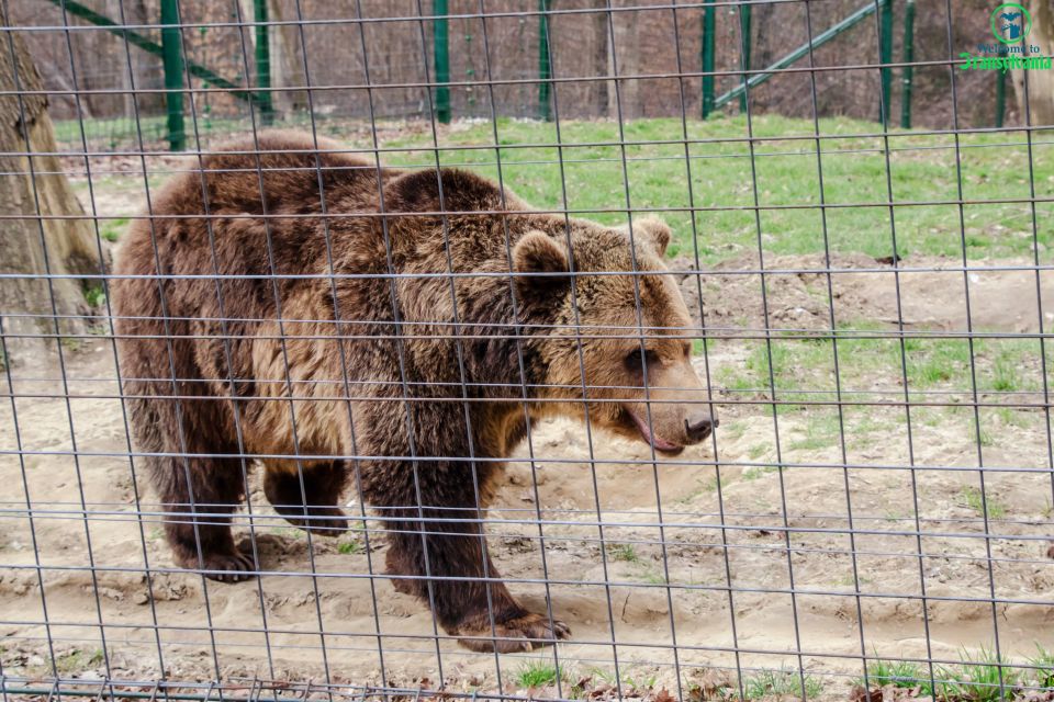 Bear Sanctuary & Bran Castle & Airport OTP From Brasov - Discovering Bear Sanctuary LiBEARty