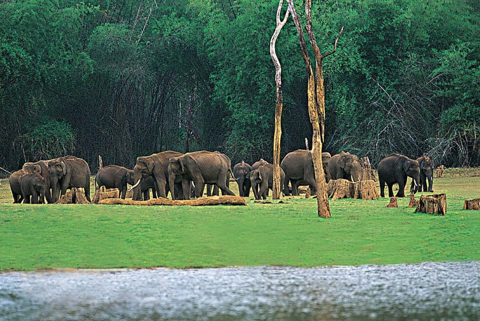 Beauty of Nature, Cochin With Periyar Wildlife Tour(04 Days) - Included Services