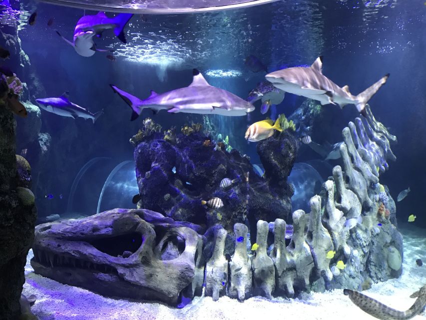 Benalmadena Aquarium Visit - Aquarium Features