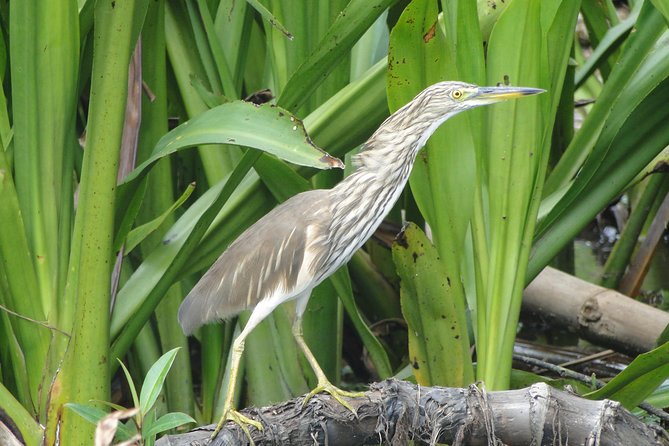 Bentota River Safari - Unique Wildlife Encounters