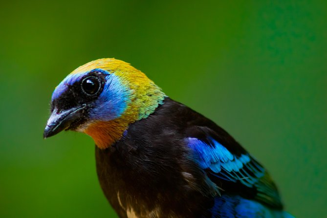 Best Birdwatching Tour in La Fortuna: Explore Ecocentro Danaus - Birdwatching Experience