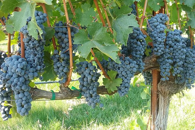 Best Private Wine Tours of Napa Valley-Sonoma for 4 to 8 People" - Customer Reviews