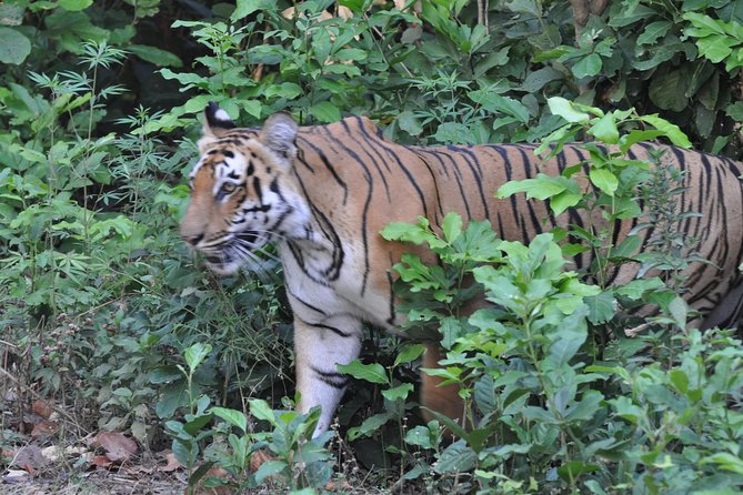 Best Wilderness Experience Through Jim Corbett Experience - Essential Tips for Travelers