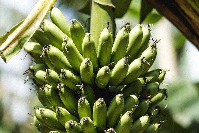 Big Island Farms Tour in Hawaii - Accessibility Considerations