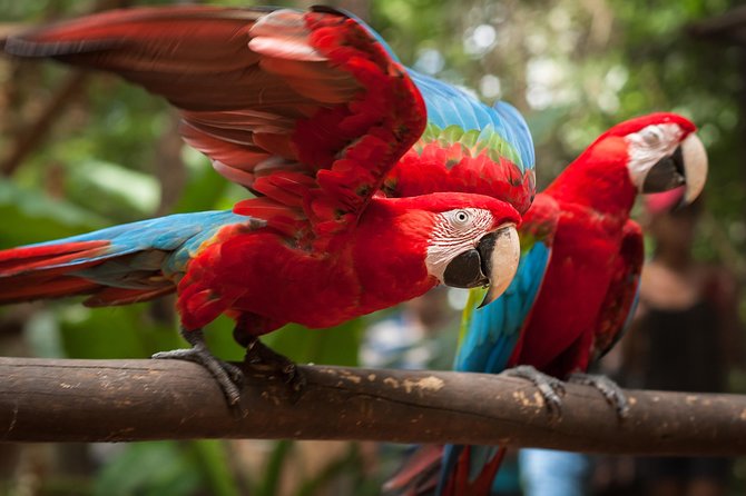 Bird Park & Iguassu Brazilian Side - Private Tour - Reviews and Ratings