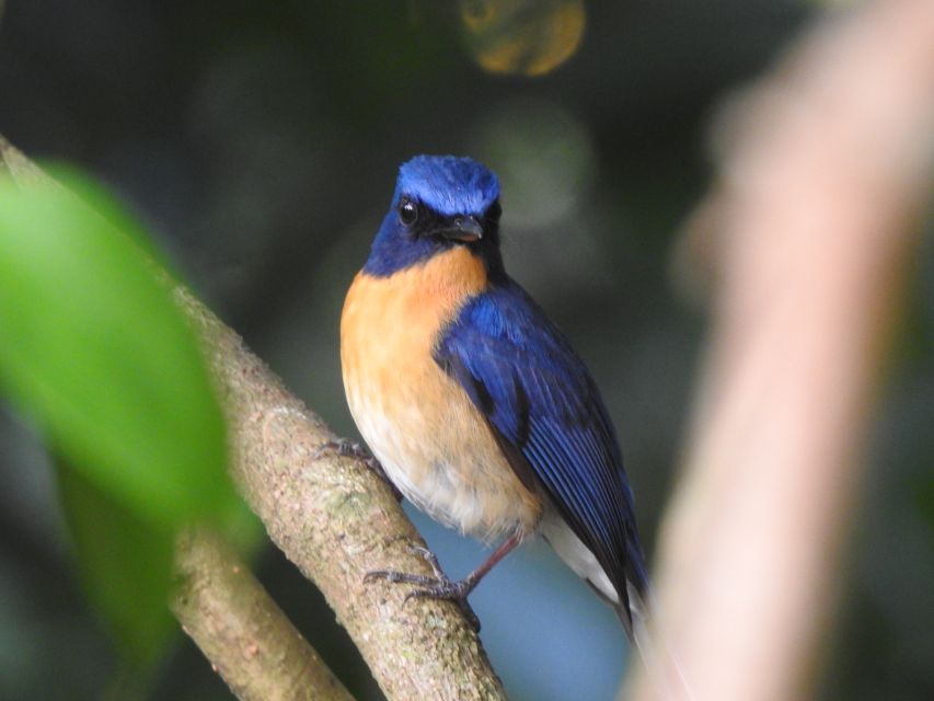 Bird Watching Day Tour - Pick up and Drop From the Hotel - Inclusions