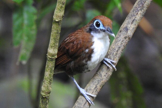 Bird Watching Tour in Carara National Park - Meeting Point and Ending Location