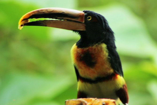 Bird Watching Tours With Sandra Plúa - Manabi, Ecuador - Meeting and Pickup Arrangements