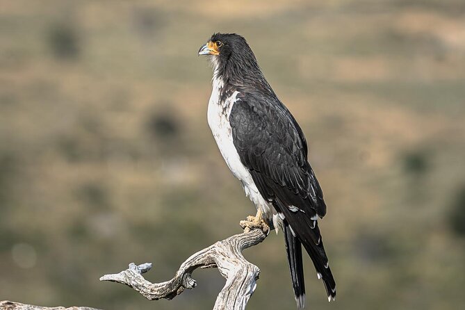 Birding in Garibaldi Pass - Pickup Arrangements