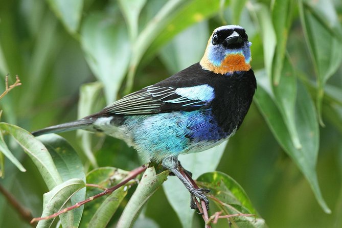Birding Metropolitan Natural Park - Itinerary and Timing