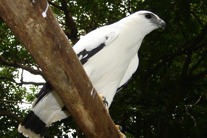 Birdwatching by the Lake Arenal - Tour Details