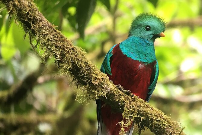 Birdwatching Half-Day Tour Between Clouds and Forest in Monteverde - Curi-Cancha Reserve Highlights
