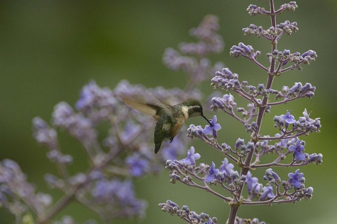Birdwatching in Cerro Blanco From Guayaquil - Reviews and Ratings